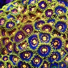 Disco Diva Zoanthid (12+ Polyps )