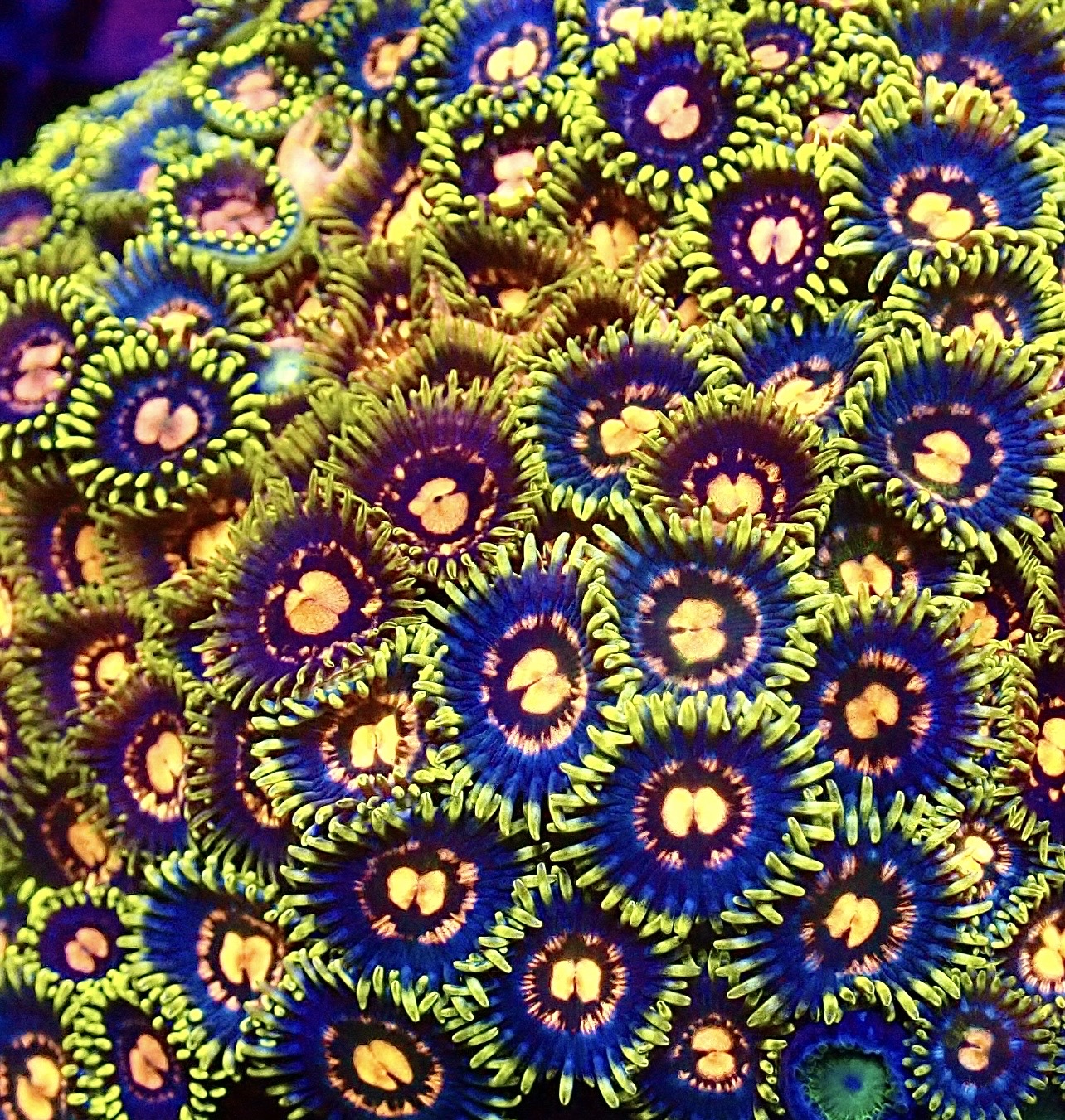 Disco Diva Zoanthid (12+ Polyps )
