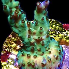 WYSIWYG 21E Pearlberry Acropora