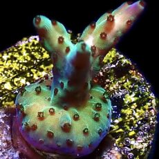 WYSIWYG 22G Pearlberry Acropora