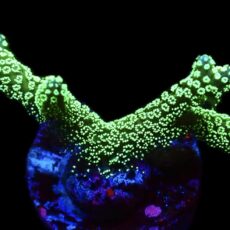 WYSIWYG 7E Fibre Optic Seriatopora Frag