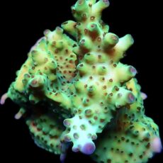 WYSIWYG 16D Berry Blast Granulosa Frag