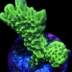 WYSIWYG 14J Appleberry Montipora Frag