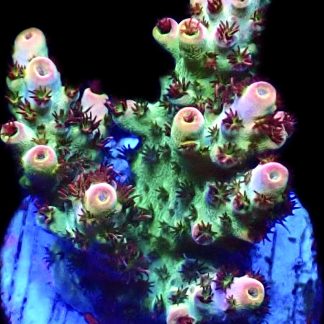 WYSIWYG 21F Bill Murray Acropora Frag