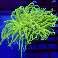WYSIWYG Ultra Metallic Blue Tip Torch Euphyllia Double Head 10