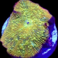 WYSIWYG 35C Rainbow Discosoma Mushroom