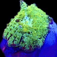 WYSIWYG 35E Ultra Discosoma Mushroom