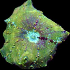 WYSIWYG 36A Ultra Discosoma Mushroom