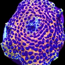WYSIWYG 36C Blue Spotted Discosoma Mushroom