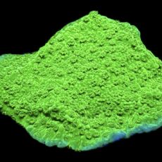 WYSIWYG 8D Green Goblin Montipora Frag