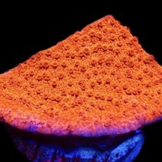 WYSIWYG 9E Sherbet Fizz Montipora Frag