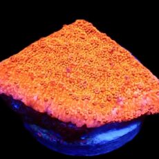 WYSIWYG 11D Sherbet Fizz Montipora Frag