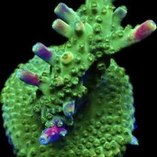 WYSIWYG 22i Rainbow Staghorn Acropora Large