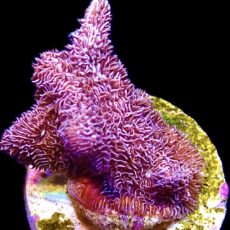 WYSIWYG 8F Ultra Purple Scrolling Pavona