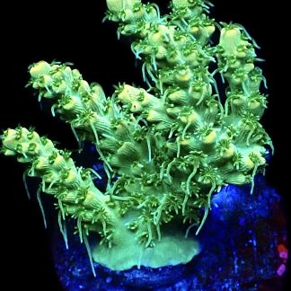 WYSIWYG 24D Hairy Acropora Selago