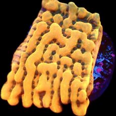 WYSIWYG 8G Beach Bum Montipora Frag
