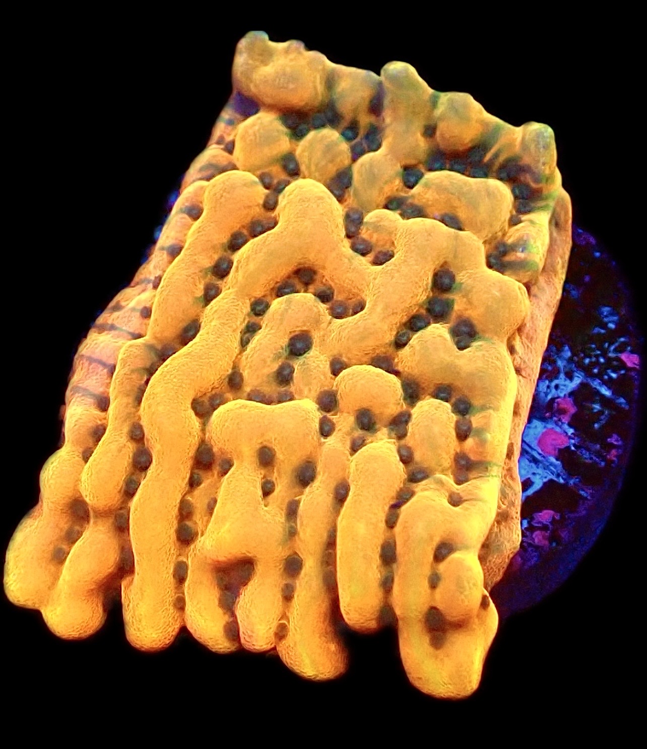 WYSIWYG 8G Beach Bum Montipora Frag