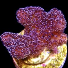 WYSIWYG 10F Cherry Cola Stylophora