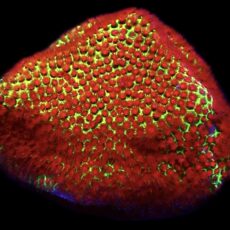 WYSIWYG 18A Grinchy Porites Frag