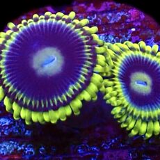 WYSIWYG T51 Blue Rhino Zoa
