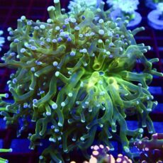 WYSIWYG Atomic Glow Frogspawn 56