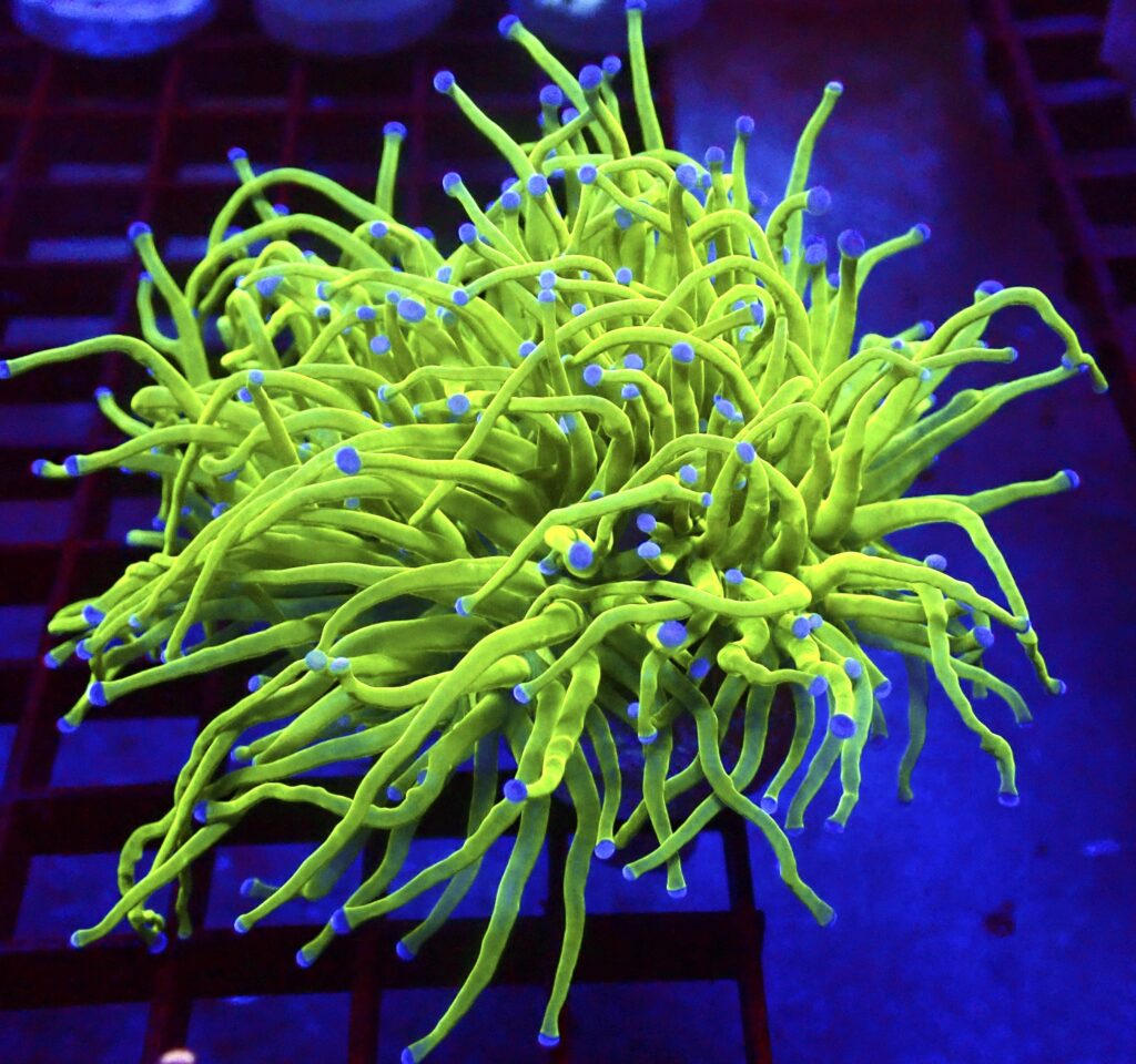 WYSIWYG Ultra Metallic Blue Tip Torch Euphyllia Double Head 10