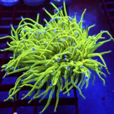 WYSIWYG Ultra Metallic Blue Tip Torch Euphyllia Double Head 10