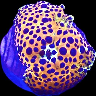 WYSIWYG A1 Ultra Discosoma Mushroom