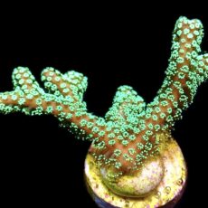 WYSIWYG 18C Super Bright Fibre Optic Seriatopora Frag
