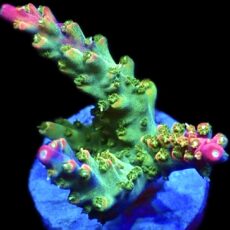 WYSIWYG 22E Rainbow Paletta Acropora