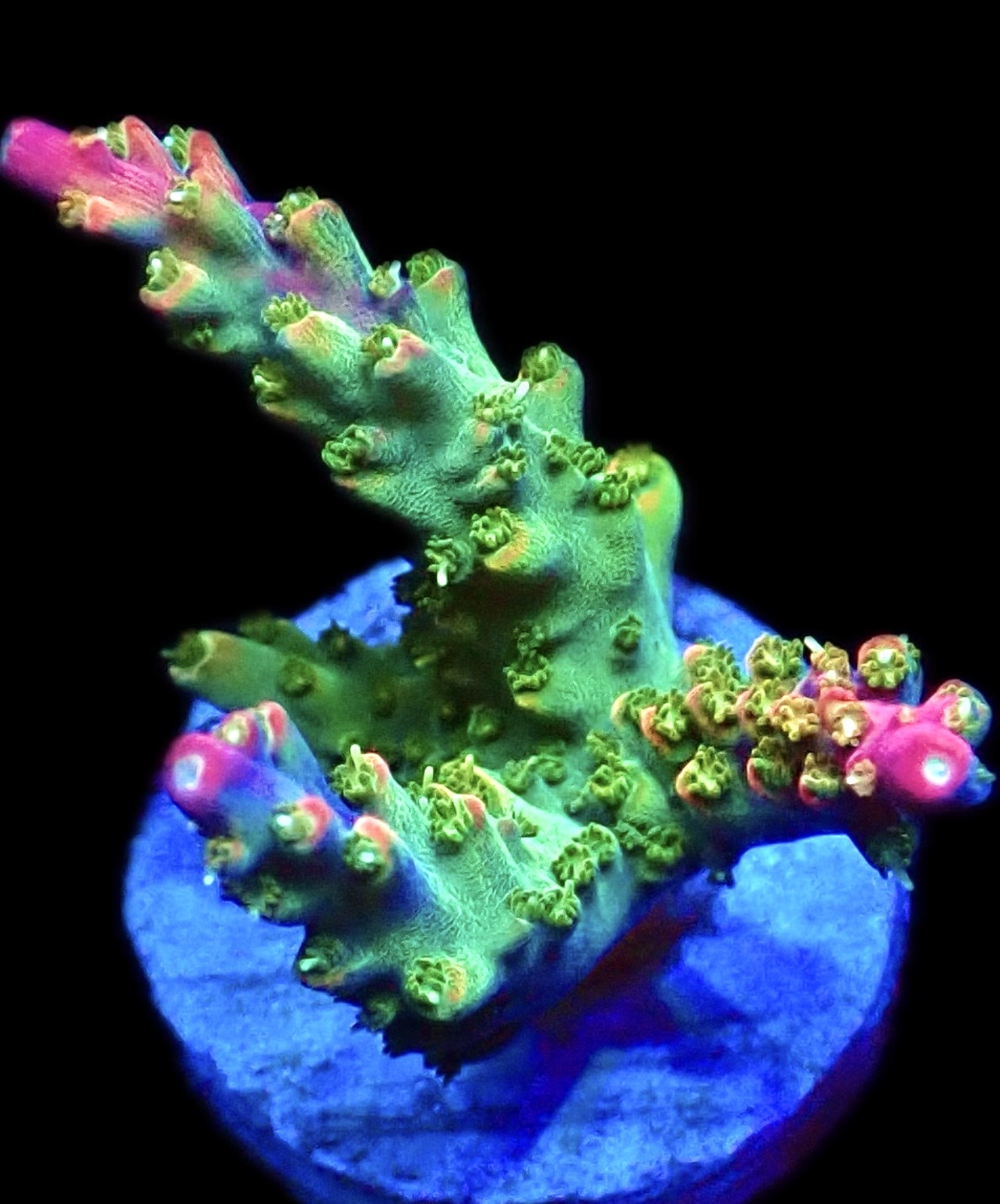 WYSIWYG 22E Rainbow Paletta Acropora