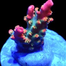 WYSIWYG 22F Rainbow Paletta Acropora