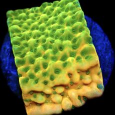 WYSIWYG 11A Kung Pao Montipora Frag