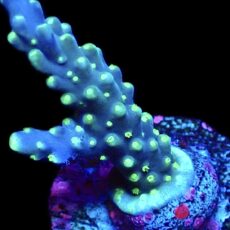 WYSIWYG 24i Purple Monster Acropora Frag