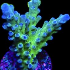WYSIWYG 22C Electric Miyagi Tort Acropora Frag