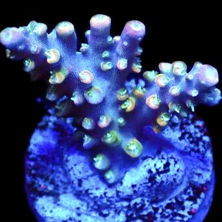 WYSIWYG 19F Rainbow Staghorn Acropora