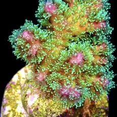 WYSIWYG 23B Sparkling Tinsel Pocillopora