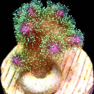 WYSIWYG M1 Amethyst Gem Pocillopora Frag