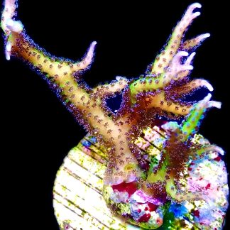 WYSIWYG M14 Limeberry Hysterix Frag