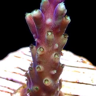 WYSIWYG M12 Purple Monster Acropora Frag