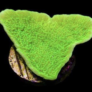 WYSIWYG M31 Toxic Lime Plating Montipora Frag