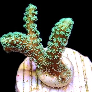 WYSIWYG M39 Fibre Optic Seriatopora Frag