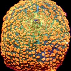 WYSIWYG 35A Ultra Rhodactis Mushroom Large