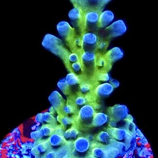 WYSIWYG 18C Electric Miyagi Tort Acropora Frag