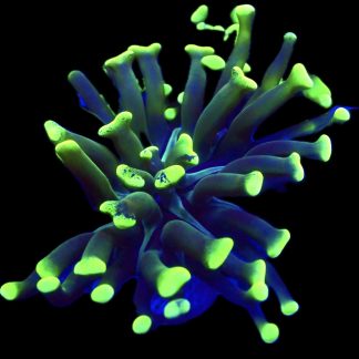 WYSIWYG A1 Branching Hammer