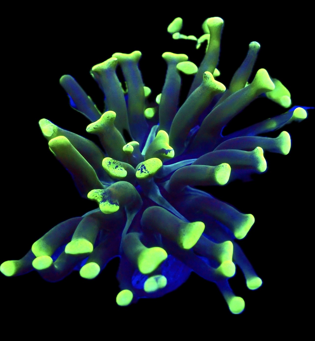 WYSIWYG A1 Branching Hammer