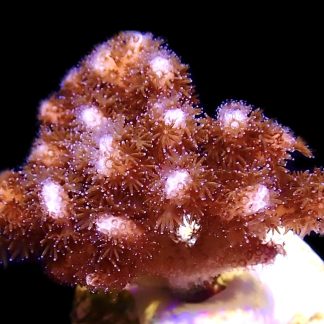 WYSIWYG M7 Cherry Tree Pocillopora Frag