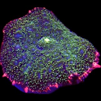 WYSIWYG A42 Frankenstein Bounce Mushroom