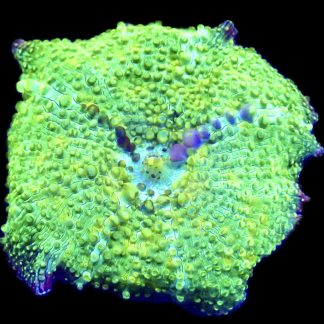 WYSIWYG A6 Ultra Discosoma Mushroom