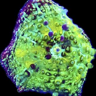 WYSIWYG A24 Ultra Discosoma Mushroom